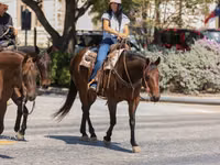 母马, Quarter Horse — 照片 5