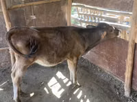 गाय, मवेशी — फ़ोटो 8