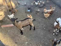 公山羊, Nigerian dwarf goats — 照片 3