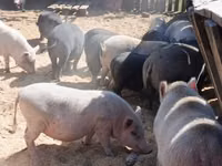 Boar — photo 1