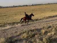 Farasi jike, French Trotter — picha 5