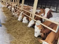 牛只（批次，未指定性别）, Kazakh White-headed cow — 照片 2