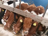 ثور, Simmental cattle — الصورة 1