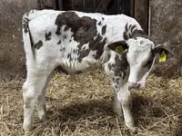 Ng'ombe (kikundi, jinsia haijatajwa), Simmental cattle — picha 7