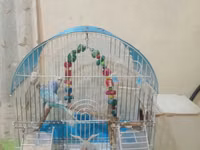 Erkey ve dişi — picha 3