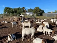 Mbuzi (kikundi, jinsia haijatajwa), Boer goat — picha 1