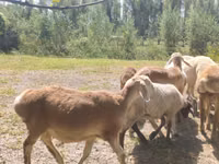 मेढ़ा, Afghan Arabi sheep — फ़ोटो 2