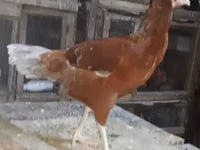 Chickens — الصورة 1