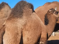 Camels (batch, sex not specified), Kazakh Bactrian camel — photo 2