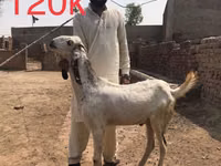 Goats (batch, sex not specified), Najdi goat — photo 4