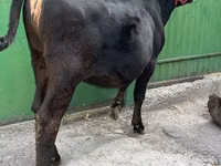 Ng'ombe jike, Ala-Tau breed — picha 4