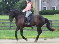 Farasi dume, Percheron — picha 6