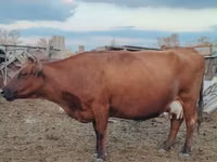 Cow, Kazakh White-headed cow — photo 1