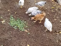 Chickens — الصورة 1