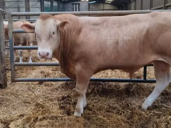 Bull, Cattle