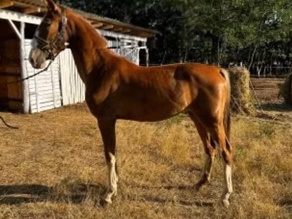 Yegua, Dutch warmblood horse