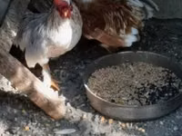 Japanisches Bantam — Foto 1