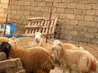 Kondoo jike, Apsheron sheep — picha 6