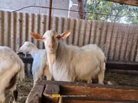 Billy Goat, Saanen goat — photo 1