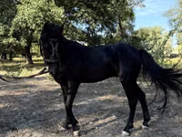 Pferde (Partie, Geschlecht nicht angegeben), American shetland pony — Foto 8