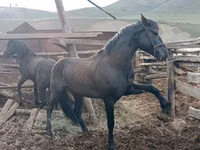 Horse (M), Altai horse — photo 1
