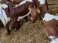 Bull, Simmental cattle — photo 3