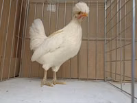 Chickens — Foto 3