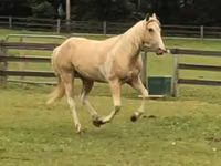 حصان, Racking Horse — الصورة 3
