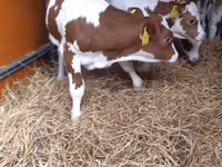 Bull, Pinzgauer cattle — photo 3