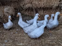 अमेरिकन पेकिन — फ़ोटो 8