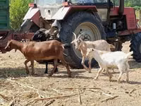 Goat, Nubian Goat — photo 1