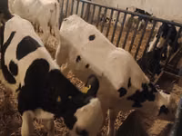 Ng'ombe dume, Russian Black pied cattle — picha 6