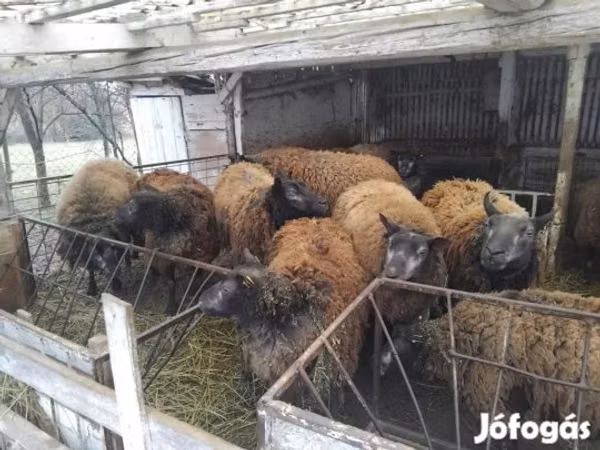 Kondoo jike, Texel sheep