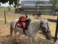 घोड़ा, North Swedish horse — फ़ोटो 5