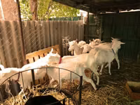 बकरियाँ (लॉट, लिंग निर्दिष्ट नहीं), Pomellata goat — फ़ोटो 3