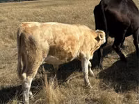 Toro, Vaca roja sin cuernos — foto 2