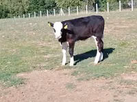 Vaca, Hereford — foto 2