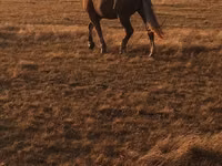 Caballo, Altai horse — foto 1