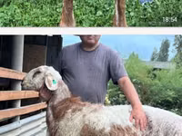 Schaf, East Friesian Dairy sheep — Foto 1