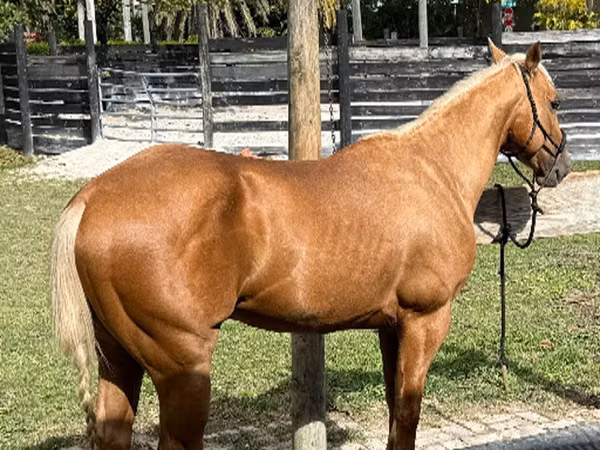 حصان, Quarter Horse