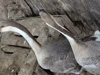 Turkeys — picha 4