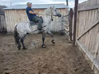 马匹（批次，未指定性别）, Horse breed — 照片 8