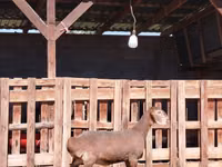 Mbuzi jike, Nubian Goat — picha 1