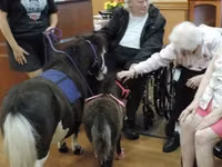 घोड़ी, Miniature horse — फ़ोटो 1