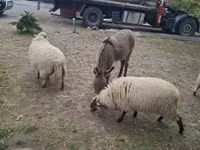 母羊, Racka sheep — 照片 3