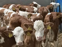 Bovinos (lote, sexo no especificado), Simmental cattle — foto 2