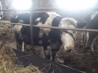Ng'ombe jike, Russian Black pied cattle — picha 2