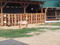 Dume la kondoo, Edilbay sheep — picha 7