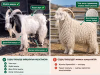 बकरी, Angora goats — फ़ोटो 3