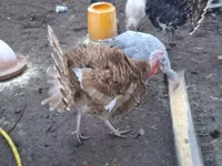Turkeys — 照片 1